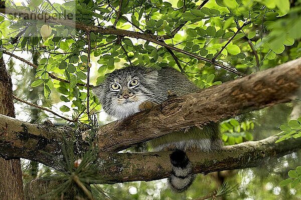 MANUL- (Otocolobus manul) ODER PALLAS-KATZE  ERWACHSENER AM BRANCH