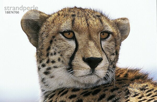 Gepard (acinonyx jubatus)  PORTRAIT EINES ERWACHSENEN  KENIA