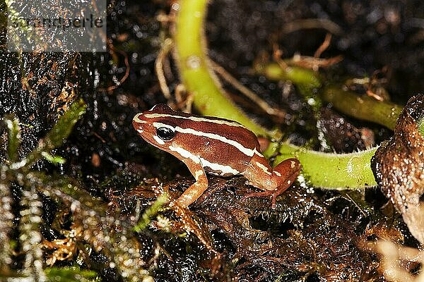 Dreistreifen-Baumsteiger (epipedobates tricolor)  ERWACHSENER