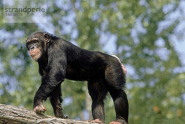 CHIMPANZEE (Pan troglodytes)  ERWACHSENER AUF STANGEN STEHEND