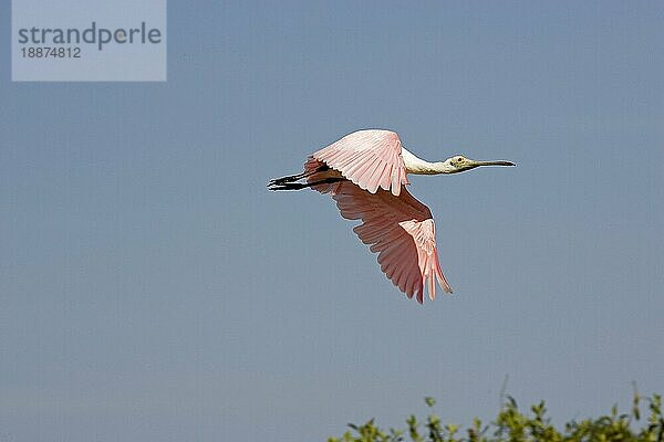 ROSENLÖFFLER (Platalea Ajaja)  ERWACHSENER IM FLUG  LOS LIANOS IN VENEZUELA