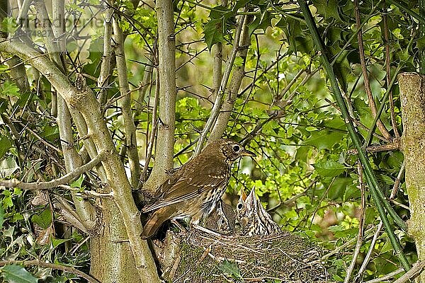 Singdrossel (turdus philomelos)  Erwachsener füttert Küken im Nest  Normandie