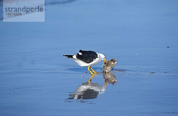 KELP-MÖWLE (larus dominicanus)  ERWACHSENER FÜLLT EINEN KUPFENFISCH AM STRAND  MEXIKO