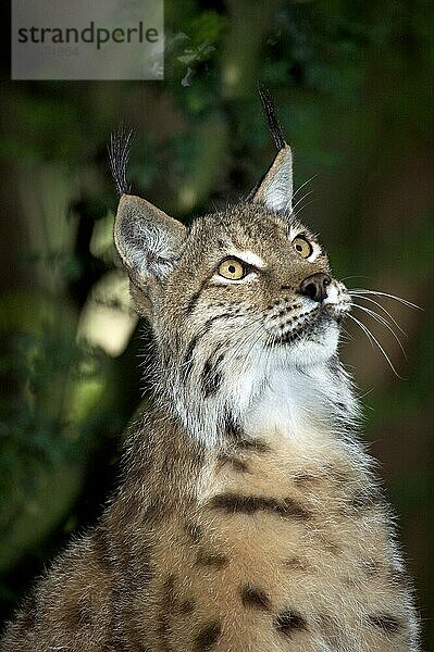 Europäischer Rotluchs (felis lynx)  Porträt eines Erwachsenen