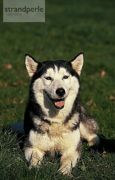 Siberian Husky  Erwachsener liegt auf Gras