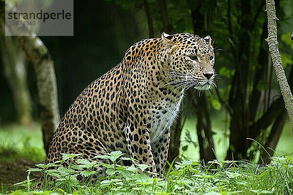 Sri Landkan Leopard (panthera pardus kotiya)  Erwachsener sitzend auf Gras