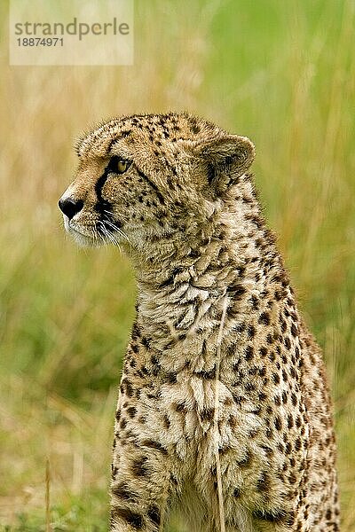 Gepard (acinonyx jubatus)  Porträt eines Erwachsenen  Masai Mara Park in Kenia