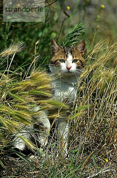 Braun getigerte und weiße Hauskatze  erwachsen  sitzt im langen Gras