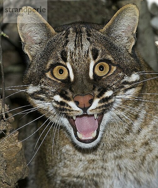 Asiatische Goldkatze oder Temminck-Katze  catopuma temmincki  Porträt eines Erwachsenen  Verteidigungshaltung