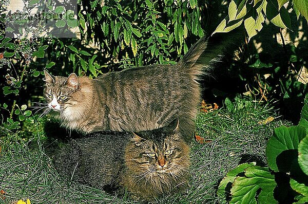 SKOGKATT HAUSKATZE  PAAR ERWACHSENE