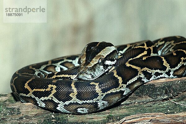 Junger Indischer Python (Python molurus bivittatus)