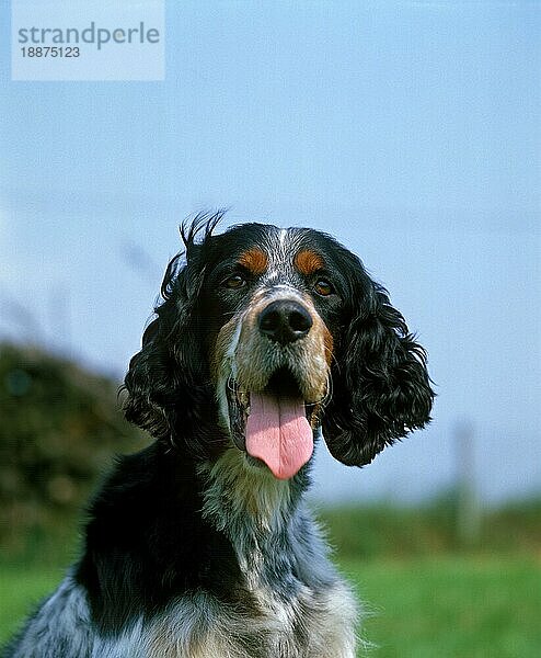 English Setter Hund  Portrait eines Erwachsenen mit geöffnetem Maul