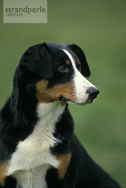 Appenzeller Sennenhund  Portrait eines Erwachsenen