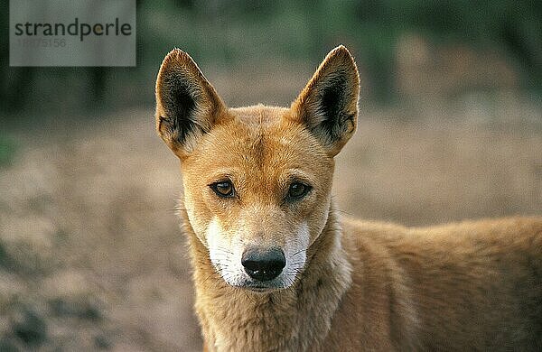 Dingo (canis familiaris dingo)  Porträt eines Erwachsenen