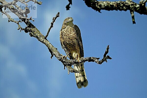 EUROPÄISCHES Sperber (accipiter nisus)  ERWACHSENER AUF BRANCHE STEHend