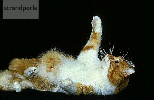 American Curl Hauskatze  Erwachsene spielen gegen schwarzen Hintergrund