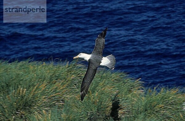 SCHWARZBRAUNER ALBATROSS diomedea melanophris  ERWACHSENER IM FLUG  DRACHENPASSAGE IN ANTARKTIKA