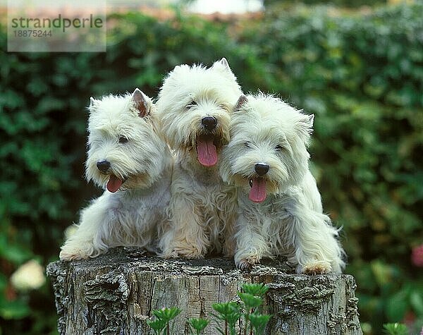 West Highland White Terrier oder Westy  erwachsen