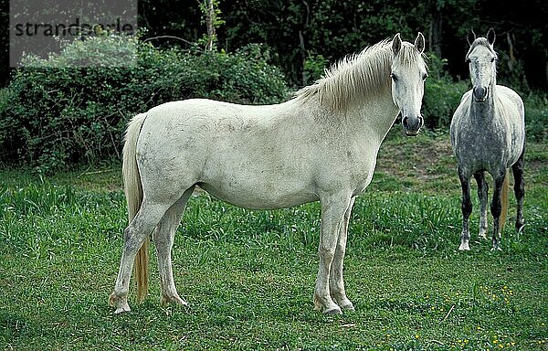 Lipizzaner-Pferde  Erwachsene stehend auf der Wiese