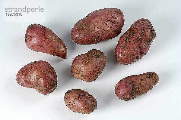 Kartoffeln (Solanum tuberosum) Roseval  Freisteller