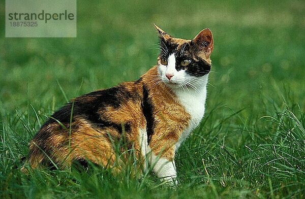 Hauskatze  erwachsen  sitzt auf Gras