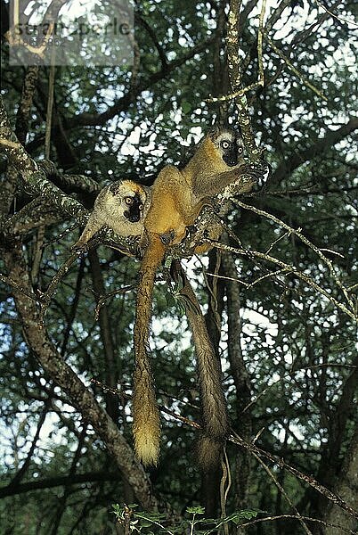 BRAUNER LEMUR (eulemur fulvus)  ERWACHSENE AUF BRANCHE STEHEND  MADAGASKAR