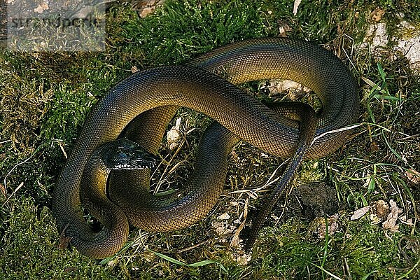 Weißlippenpython  liasis albertisi  Erwachsener auf Gras