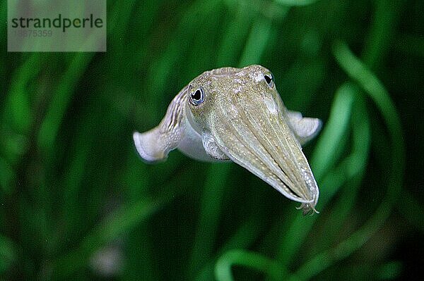 Tintenfisch  sepia sp. erwachsen