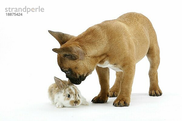 Französische Bulldogge  Welpe  und Hauskaninchen  Jungtier