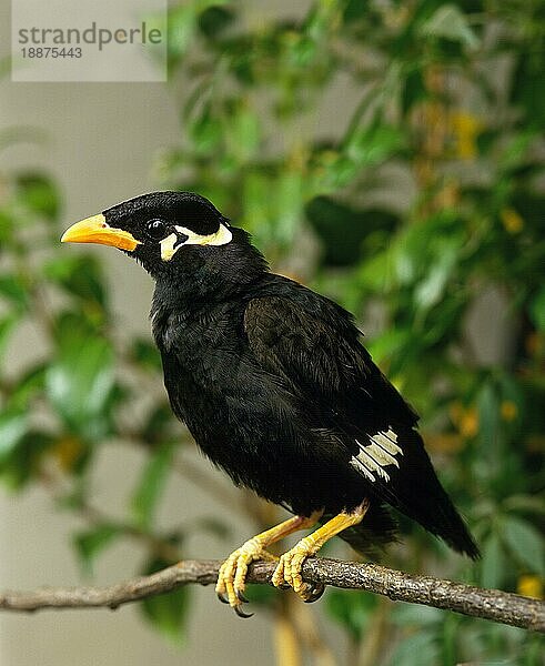 Bergmaina (gracula religiosa)  Erwachsener auf Ast