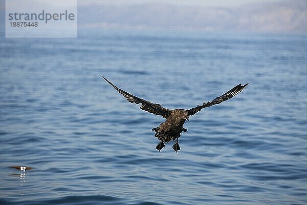 Braune Skua (catharacta antarctica)  ERWACHSENE LANDUNG AUF WASSER  FALSE BAY IN SÜDAFRIKA