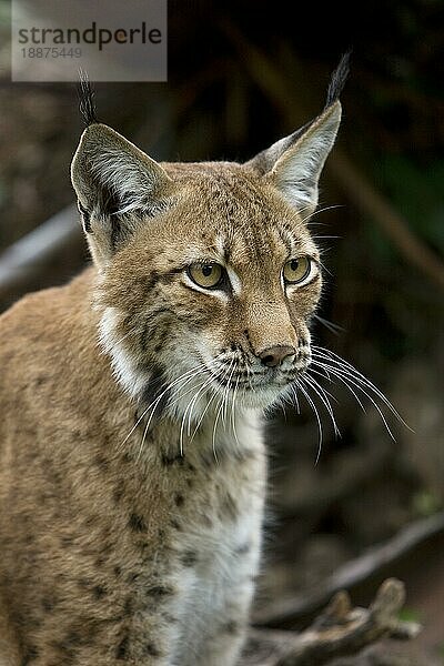 Sibirischer Luchs (lynx lynx wrangeli)  Porträt eines Erwachsenen