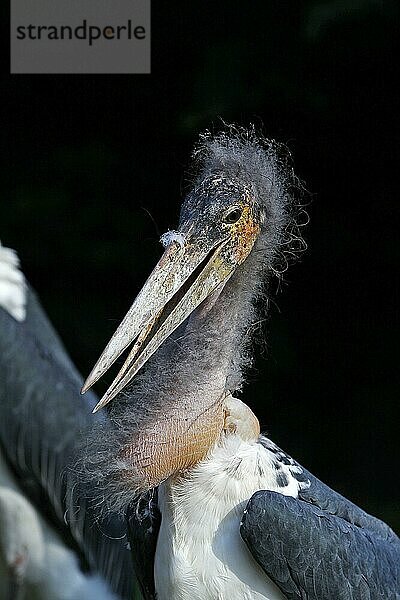 Marabu-Storch (leptoptilos crumeniferus)  Porträt eines Erwachsenen  Masai Mara Park in Kenia