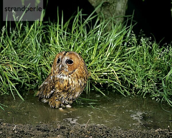 Waldkauz (strix aluco)  Erwachsener in Pfütze