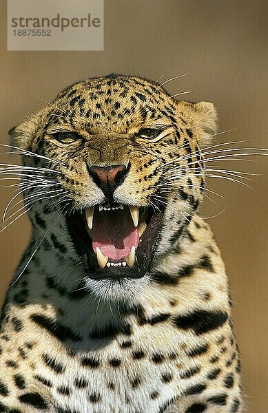 LEOPARD (panthera pardus)  PORTRAIT EINES ERWACHSENEN SCHNARLINGS