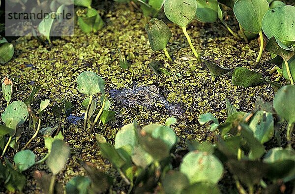 Breitschnauzen-Kaiman (caiman latirostris)  ERWACHSENE KAMOUFLAGEN  PANTANAL IN BRASILIEN