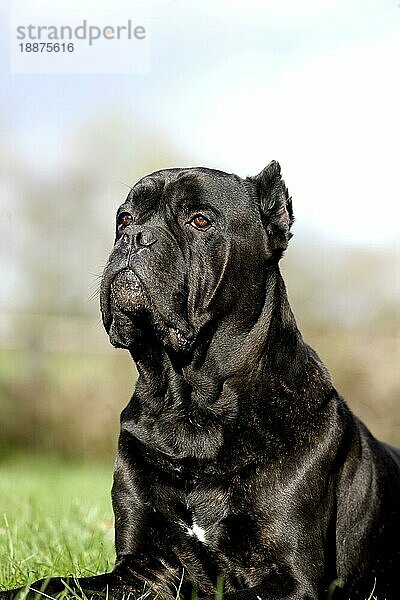 Cane Corso  Hunderasse aus Italien  Erwachsener liegt auf Gras