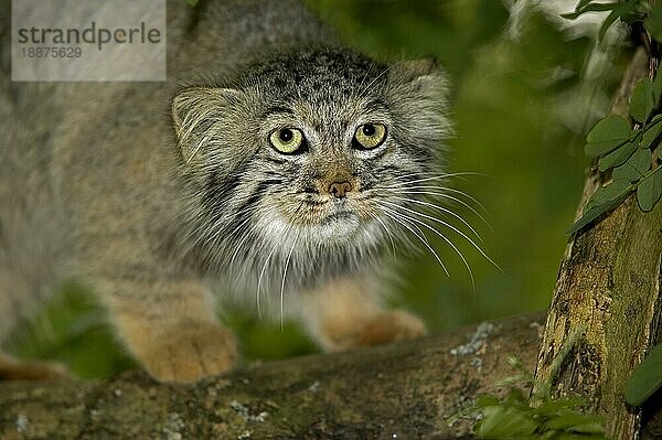 MANUL- ODER Manul (otocolobus manul)  ERWACHSENER AM BRANCH