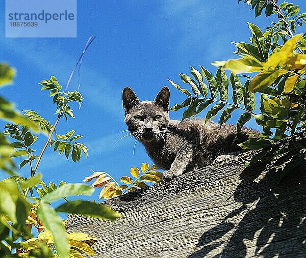 Blaue Burmesen Hauskatze  erwachsen