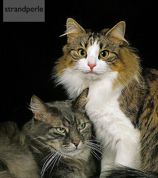 Skogkatt Hauskatze  Erwachsener vor weißem Hintergrund