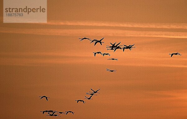 Greater Flamingos at dusk  Camargue  Southern France  Rosaflamingos (Phoenicopterus ruber roseus) in der Abenddämmerung  Südfrankreich