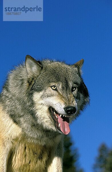 Nordamerikanischer Grauwolf (canis lupus occidentalis)  Portrait eines Erwachsenen mit herausgestreckter Zunge