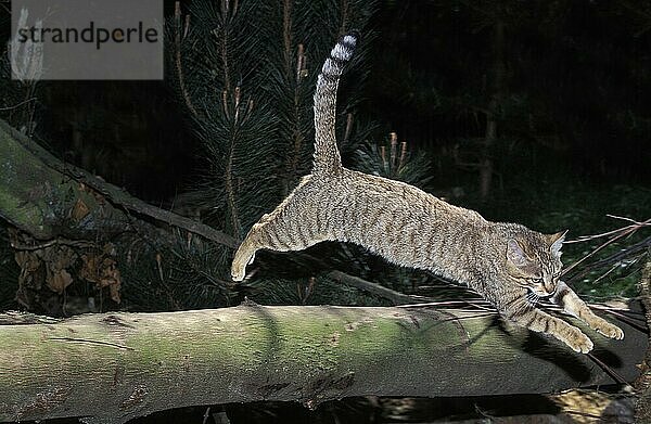 Europäische Wildkatze (felis silvestris)  erwachsen springend