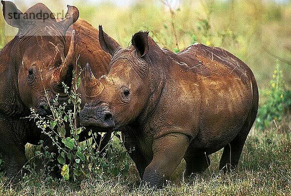 Breitmaulnashorn (ceratotherium simum)  Erwachsen  Kenia  Afrika