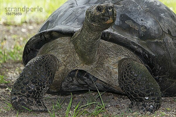 Galapagos-Riesenschildkröte (geochelone nigra)  erwachsen