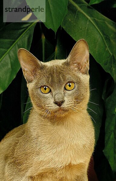 BLAUE BURMESISCHE HAUSKATZE  PORTRAIT EINES ERWACHSENEN MIT ZIMMERPFLANZE