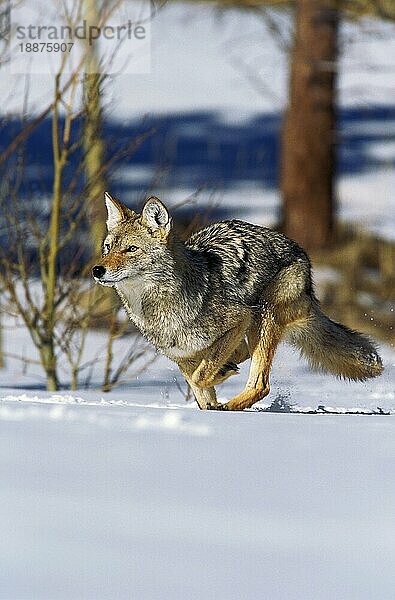 Kojote (canis latrans)  Erwachsener läuft auf Schnee  Montana