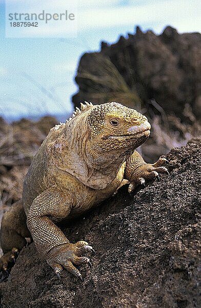 GALAPAGOS LAND IGUANA (conolophus subcristatus)  ERWACHSENE AUF FELSEN  GALAPAGOS