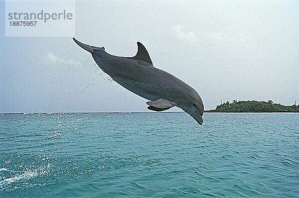 Großer Tümmler (tursiops truncatus)  ERWACHSENER SPRINGT AUS DEM WASSER  HONDURAS