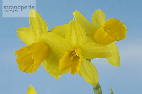 Daffodils (Narcissus ssp.)  Narzissen  innen  Studio